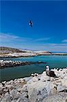 Heermann's gulls (Larus heermanni), Isla Rasa, Gulf of California (Sea of Cortez), Mexico, North America