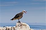 Heermann's gull (Larus heermanni), Isla Rasa, Gulf of California (Sea of Cortez), Mexico, North America