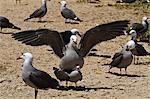 Heermann's gulls (Larus heermanni) mating, Isla Rasa, Gulf of California (Sea of Cortez), Mexico, North America