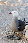 Heermann's gull (Larus heermanni) adult with egg, Isla Rasa, Gulf of California (Sea of Cortez), Mexico, North America