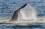 Humpback whale (Megaptera novaeangliae) tail slap, Gulf of California (Sea of Cortez), Baja California Sur, Mexico, North America