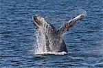 Humpback whale (Megaptera novaeangliae) breach, Gulf of California (Sea of Cortez), Baja California Sur, Mexico, North America