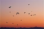 Blue-footed boobies (Sula nebouxii), southern Gulf of California (Sea of Cortez), Baja California Sur, Mexico, North America