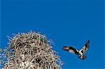 Adult osprey (Pandion haliaetus) with fish, Gulf of California (Sea of Cortez) Baja California Sur, Mexico, North America