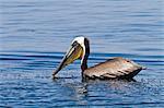 Adult brown pelican (Pelecanus occidentalis) with fish, Gulf of California (Sea of Cortez), Baja California, Mexico, North America