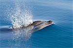 Bottlenose dolphin (Tursiops truncatus), Isla San Pedro Martir, Gulf of California (Sea of Cortez), Baja California Norte, Mexico, North America