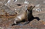 California sea lion pup (Zalophus californianus) entangled in net, Los Islotes, Baja California Sur, Gulf of California (Sea of Cortez), Mexico, North America