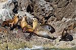 California sea lions (Zalophus californianus), Los Islotes, Baja California Sur, Gulf of California (Sea of Cortez), Mexico, North America