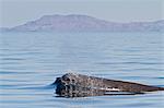 Sperm whale (Physeter macrocephalus) surfacing, Isla San Pedro Martir, Gulf of California (Sea of Cortez), Baja California Norte, Mexico