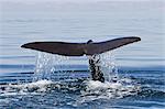 Sperm whale (Physeter macrocephalus) flukes up dive, Isla San Pedro Martir, Gulf of California (Sea of Cortez), Baja California Norte, Mexico, North America