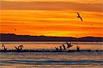 Sunrise, Isla Rasa, Gulf of California (Sea of Cortez), Baja California, Mexico, North America