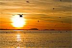 Sunrise, Isla Rasa, Gulf of California (Sea of Cortez), Baja California, Mexico, North America