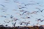 Elegant tern (Thalasseus elegans) colony, Isla Rasa, Gulf of California (Sea of Cortez), Baja California, Mexico, North America