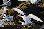 Elegant terns (Thalasseus elegans) mating, Isla Rasa, Gulf of California (Sea of Cortez), Baja California, Mexico, North America