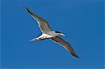 Elegant tern (Thalasseus elegans) in flight, Isla Rasa, Gulf of California (Sea of Cortez), Baja California, Mexico, North America