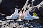 Elegant terns (Thalasseus elegans), Isla Rasa, Gulf of California (Sea of Cortez), Baja California, Mexico, North America