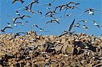 Elegant tern (Thalasseus elegans) breeding colony, Isla Rasa, Gulf of California (Sea of Cortez), Baja California, Mexico, North America