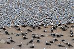 Elegant tern (Thalasseus elegans) and Heermann's gull (Larus heermanni) breeding colony, Isla Rasa, Gulf of California (Sea of Cortez), Baja California, Mexico, North America