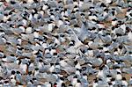 Elegant tern (Thalasseus elegans) breeding colony, Isla Rasa, Gulf of California (Sea of Cortez), Baja California, Mexico, North America