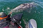 California gray whale (Eschrichtius robustus) and excited whale watcher, San Ignacio Lagoon, Baja California Sur, Mexico, North America