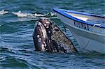 California gray whale (Eschrichtius robustus) close to whale watchers' boat, San Ignacio Lagoon, Baja California Sur, Mexico, North America