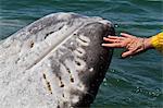 California gray whale (Eschrichtius robustus) touched by excited whale watcher, San Ignacio Lagoon, Baja California Sur, Mexico, North America