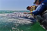 California gray whale (Eschrichtius robustus) and excited whale watchers, San Ignacio Lagoon, Baja California Sur, Mexico, North America