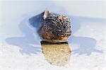 Galapagos marine iguana (Amblyrhynchus cristatus), Las Bachas, Santa Cruz Island, Galapagos Islands, Ecuador, South America