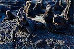 Galapagos marine iguanas (Amblyrhynchus cristatus), Fernandina Island, Galapagos Islands, UNESCO World Heritage Site, Ecuador, South America