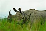 One horned rhinoceros in Kaziranga National Park, Assam, India, Asia