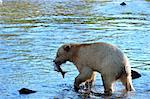 Spirit bear (Kermode bear) with salmon catch, Great Bear Rainforest, British Columbia, Canada, North America