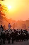 Shepherd going back with his sheep in the evening, Gujarat, India, Asia