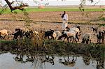 A shepherd herds his sheep along the cultivated land, Gujarat, India, Asia