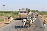 Cows blocking the highway traffic in India, Gujarat, India, Asia