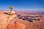 Grand View Point overlook and juniper tree, Island in the Sky, Canyonlands National Park, Utah, United States of America, North America