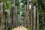 Jardim Botanico (Botanical Gardens), Rio de Janeiro, Brazil, South America