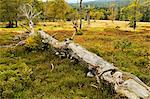 Pature with autumn colors, Bavarian Forest National Park, Bavarian Forest, Bavaria, Germany, Europe