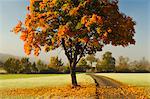 Maple tree and morning fog in autumn, near Villingen-Schwenningen, Baden-Wurttemberg, Germany, Europe