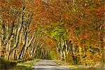 Avenue of beech trees, near Laurieston, Dumfries and Galloway, Scotland, United Kingdom, Europe