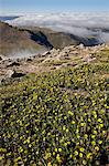 Alpine avens (Acomastylis rossii turbinata) above the clouds, Mount Evans, Arapaho-Roosevelt National Forest, Colorado, United States of America, North America