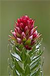 Queen's crown (rose crown) (redpod stonecrop) (Clementsia rhodantha) (Sedum rhodanthum) (Rhodiola rhodantha), San Juan National Forest, Colorado, United States of America, North America