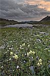 Orange clouds at sunrise with sulphur paintbrush (Castilleja sulphurea) and cutleaf daisy (dwarf mountain fleabane) (gold buttons) (Erigeron compositus), San Juan National Forest, Colorado, United States of America, North America