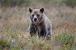 Grizzly bear (Ursus arctos horribilis) in the rain, Glacier National Park, Montana, United States of America, North America