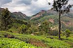 Tea plantations in the mountains of Munnar, Kerala, India, Asia