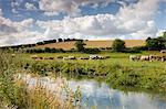 Cattle grazing beside the River Windrush near Swinbrook in the Cotswolds, Oxfordshire, England, United Kingdom, Europe