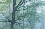 Deciduous woodland in mist, Grasmere, Lake District National Park, Cumbria, England, United Kingdom, Europe