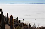 View of people walking on Salar de Uyuni (Salt Flats of Uyuni) from Isla del Pescado (Fish Island), Potosi Department, Bolivia, South America