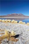 Landscape of Laguna Canapa on Altiplano, Potosi Department, Bolivia, South America