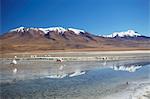 Flamingoes at Laguna Adeyonda on Altiplano, Potosi Department, Bolivia, South America