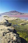 Laguna Colorada on the Altiplano, Potosi Department, Bolivia, South America